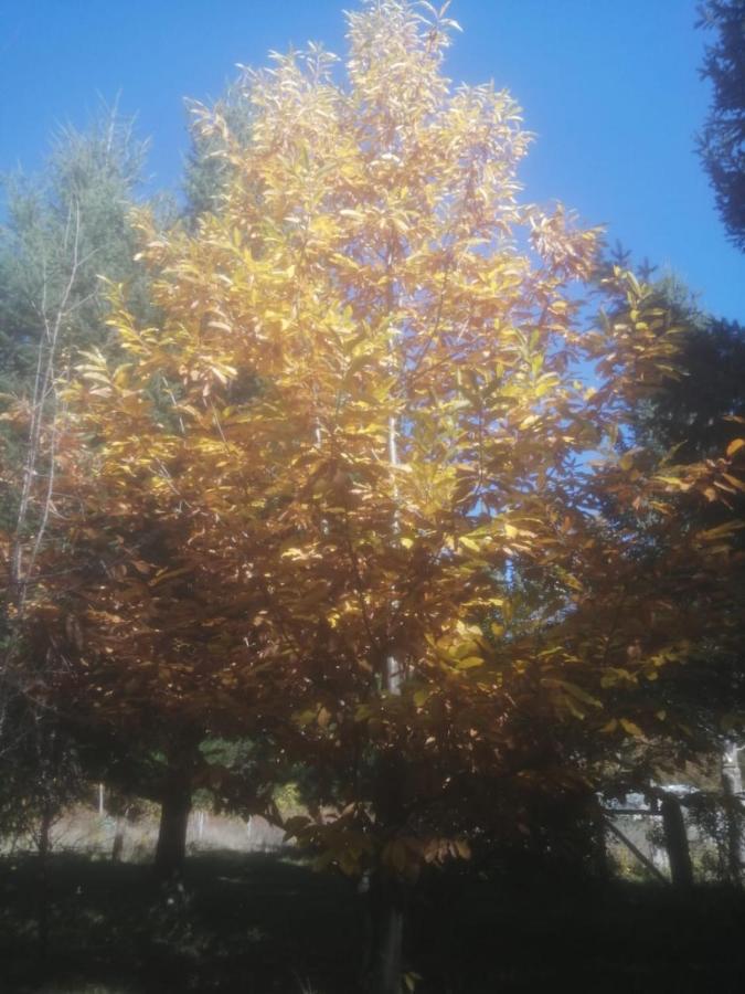 Cabana May Pao, Para 3 En Melipeuco Cerca Del Parque Nacional Conguillio מראה חיצוני תמונה